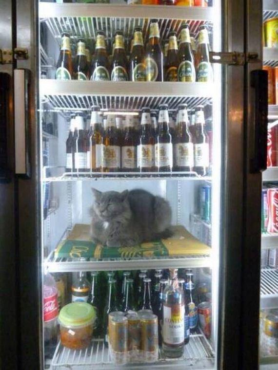 funny-pictures-1022