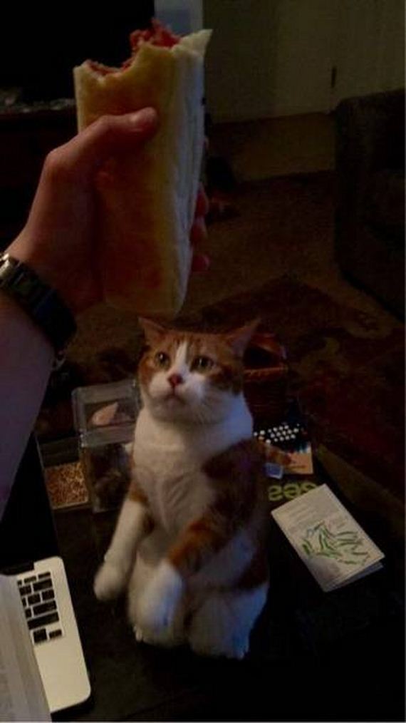 funny-pictures-1022