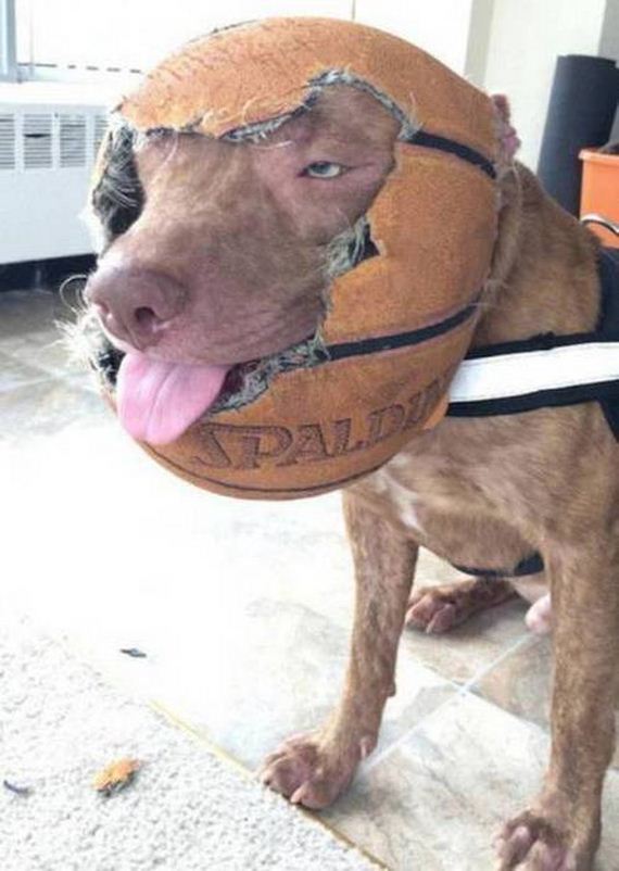 funny-pictures-1023