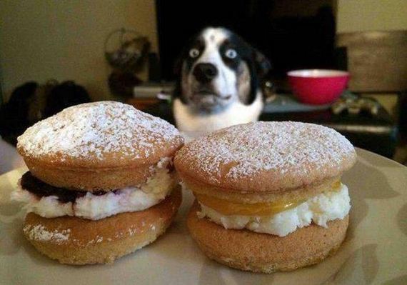 funny-pictures-1023