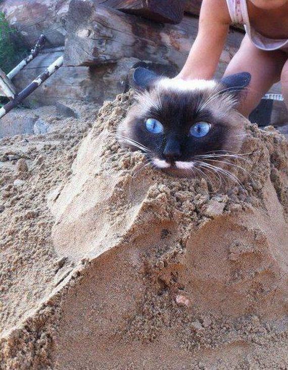 funny-pictures-1024