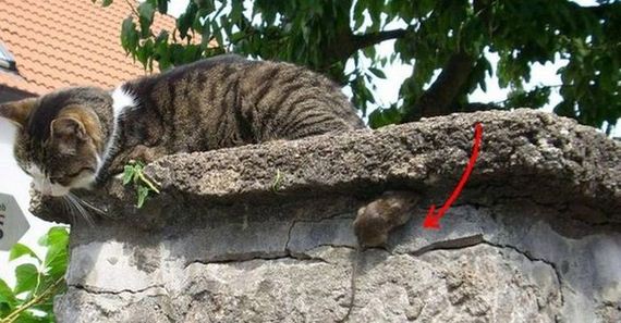 funny-pictures-1027