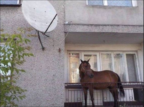 funny-pictures-1030
