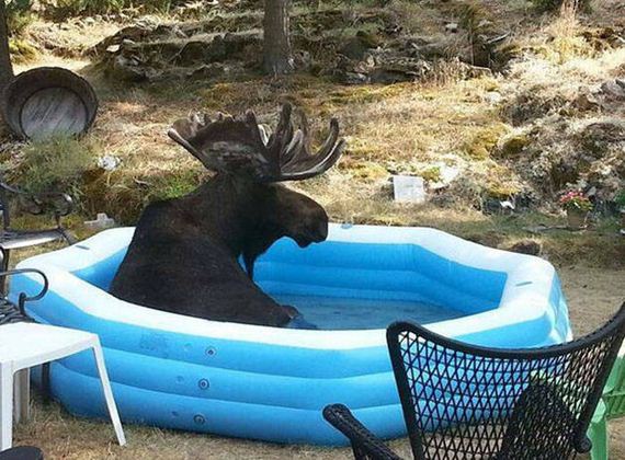 funny-pictures-1030