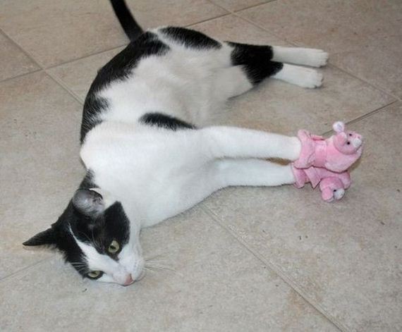 funny-pictures-1031