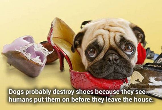funny-pictures-1032