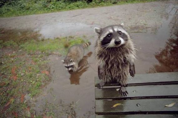 funny-pictures-1032