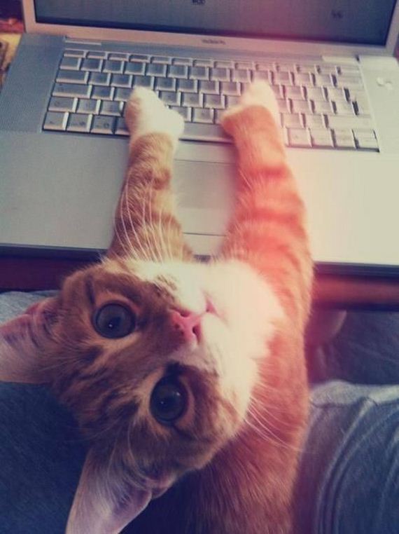 funny-pictures-1032
