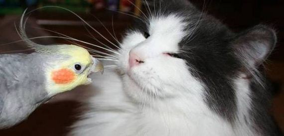 funny-pictures-1033