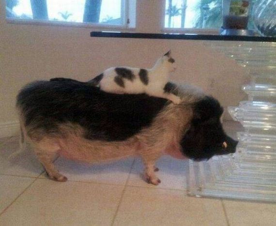 funny-pictures-1033