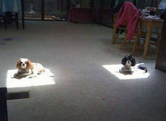 funny-pictures-1033