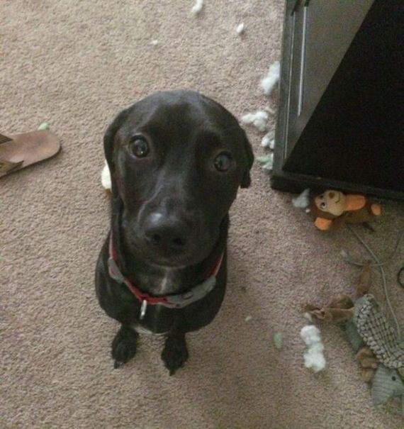funny-pictures-1033