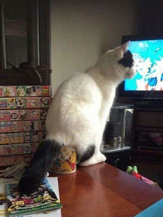 funny-pictures-1033