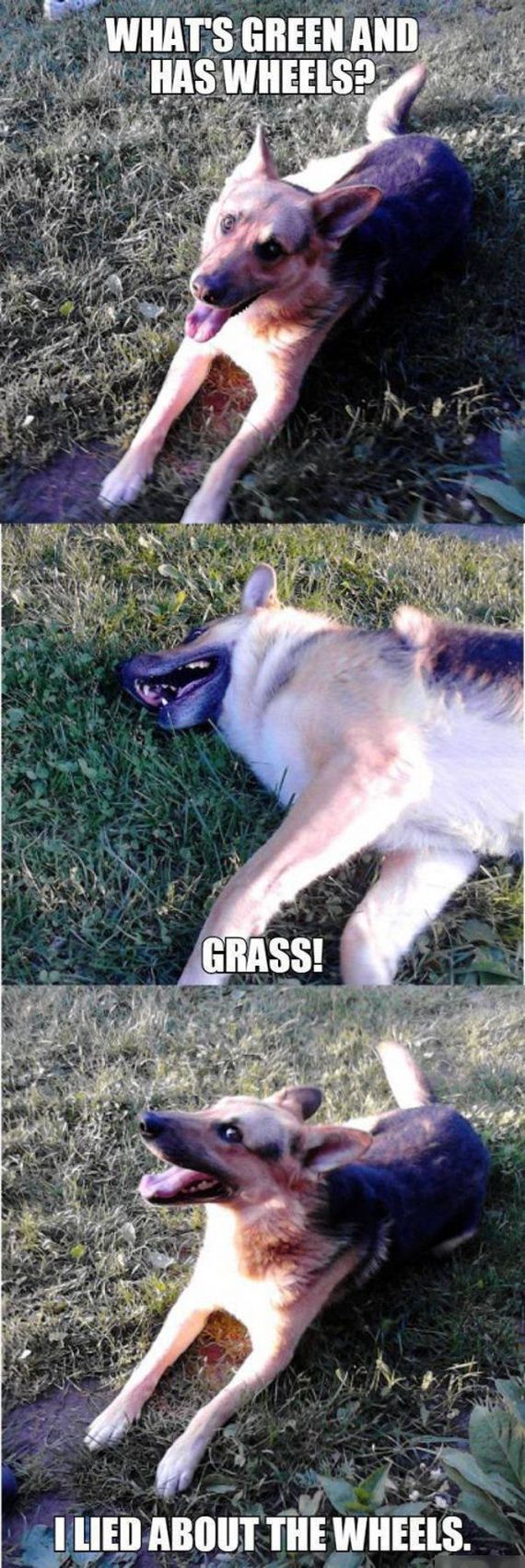 funny-pictures-1033