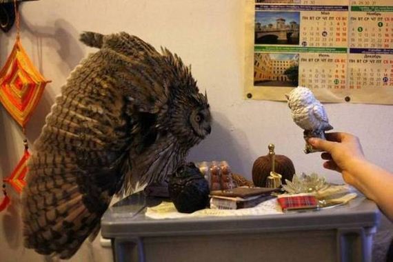 funny-pictures-1035