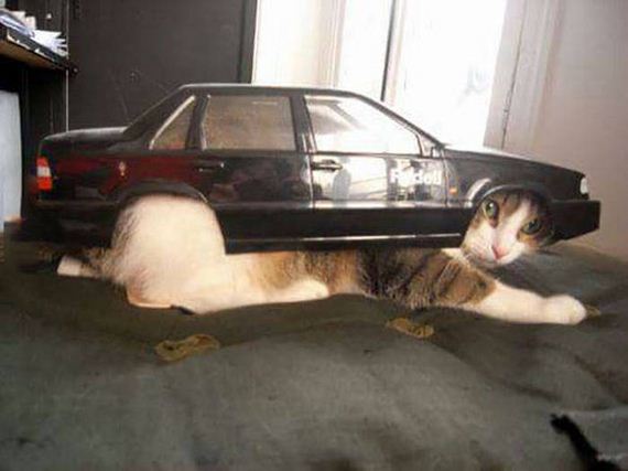 funny-pictures-1037