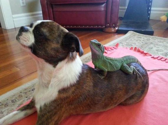 funny-pictures-1037