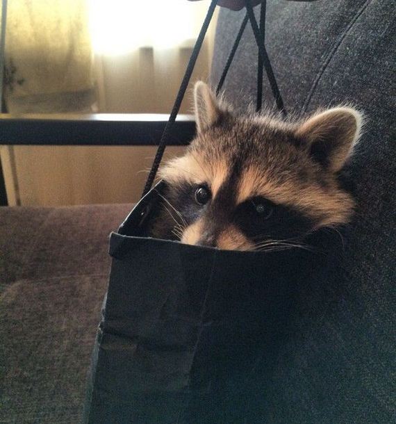 funny-pictures-1038