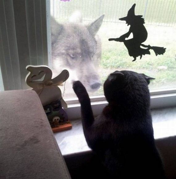 funny-pictures-1038