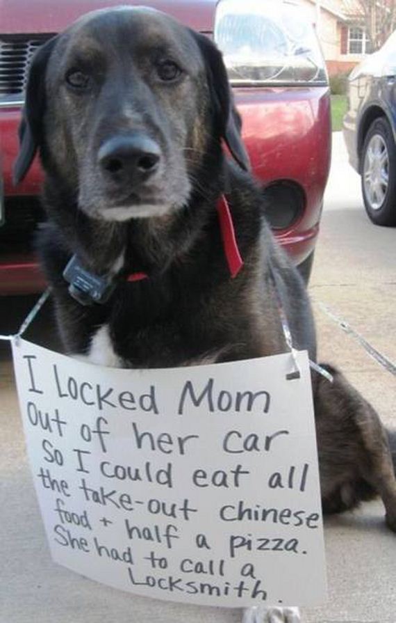 funny-pictures-1038
