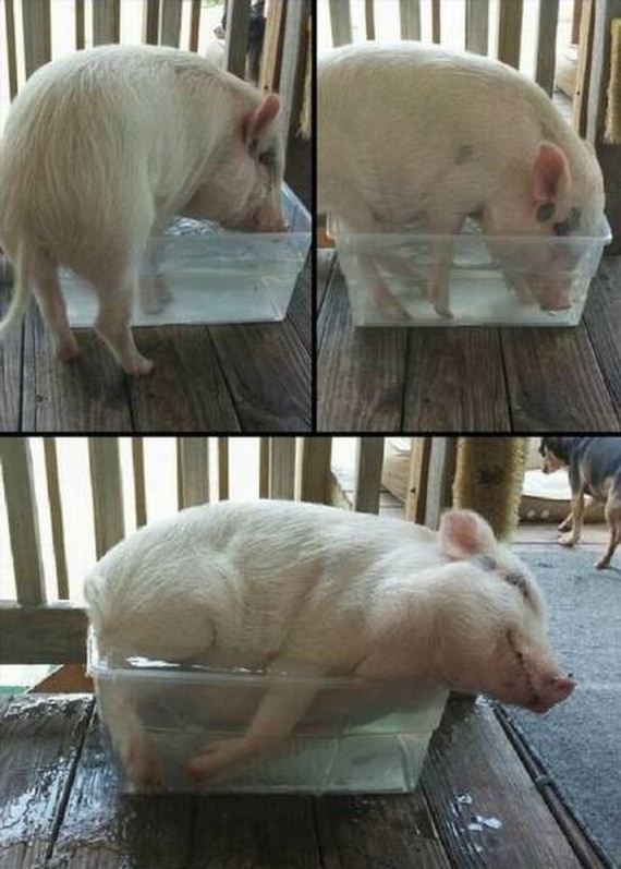 funny-pictures-1038