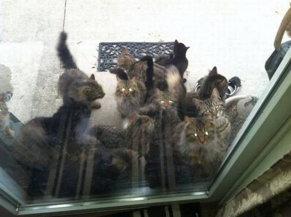 funny-pictures-1039
