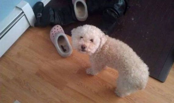 funny-pictures-1039