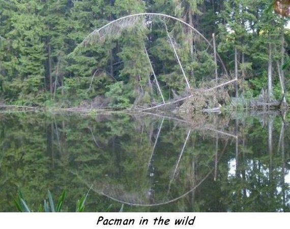 funny-pictures-1039