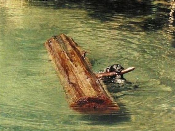 funny-pictures-1039