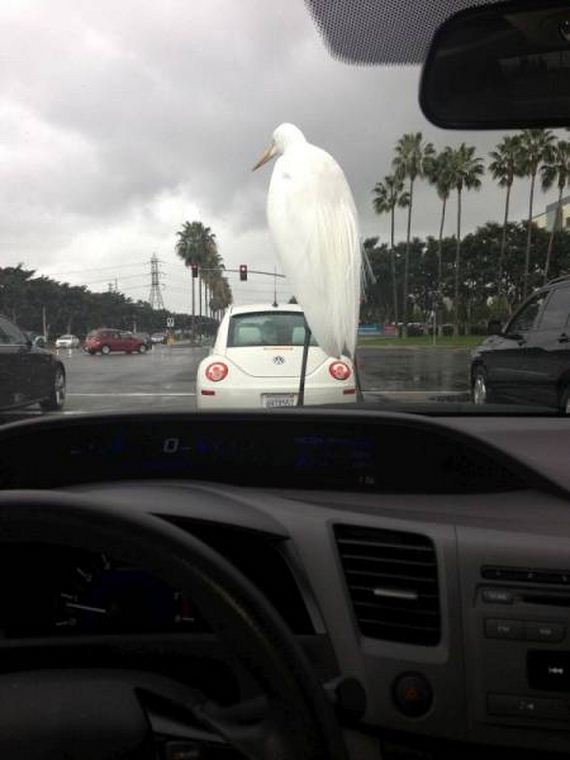 funny-pictures-1039