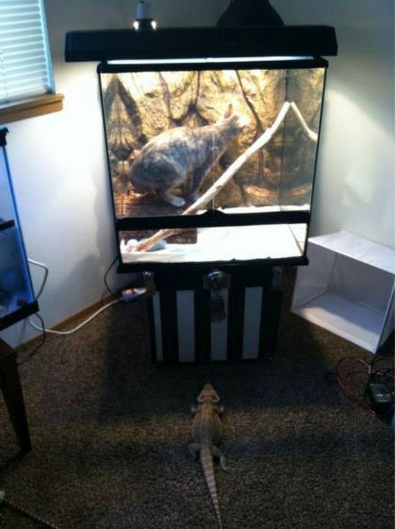 funny-pictures-1039