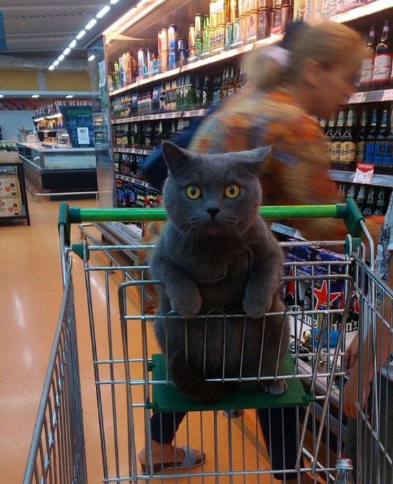 funny-pictures-1040