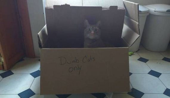 funny-pictures-1042
