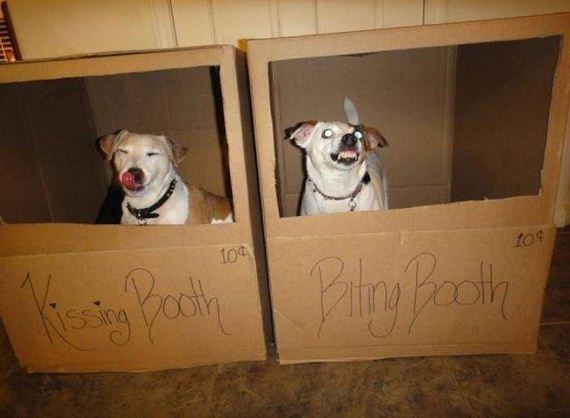 funny-pictures-1042