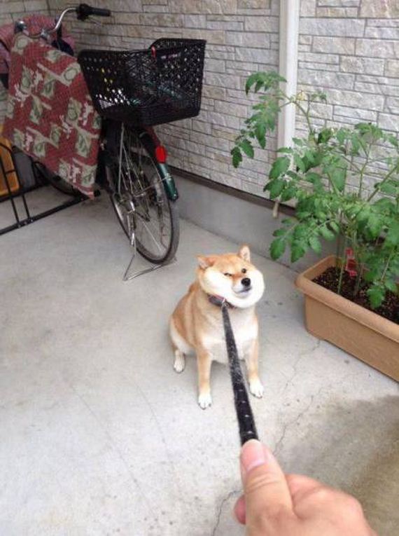 funny-pictures-1042