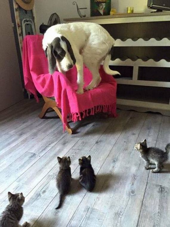funny-pictures-1042