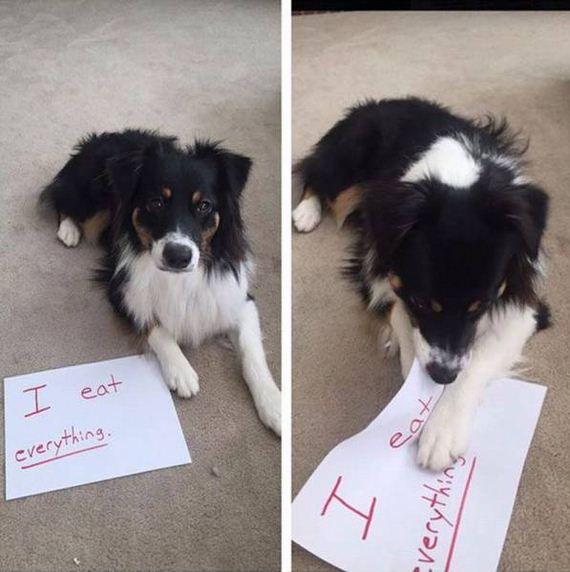 funny-pictures-1042