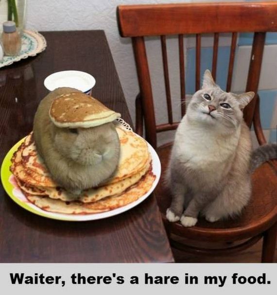 funny-pictures-1042