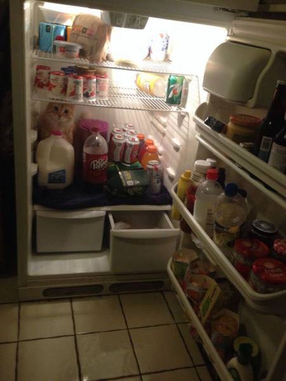 funny-pictures-1042