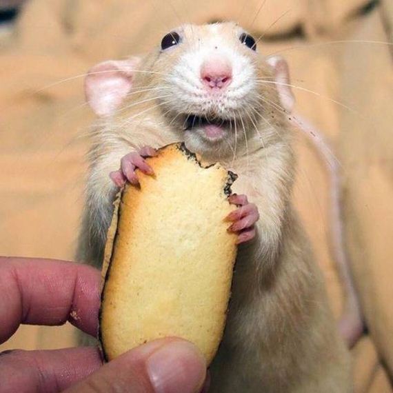 funny-pictures-1042