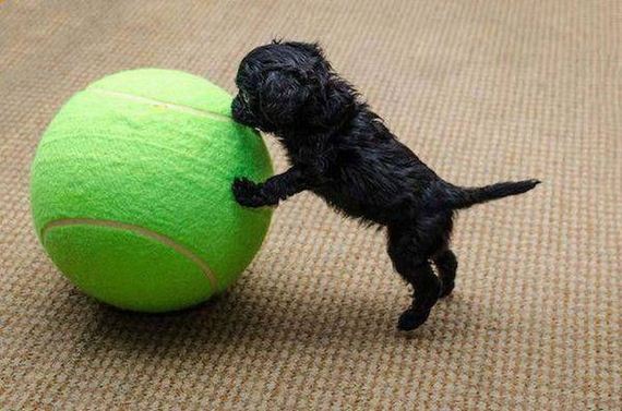 funny-pictures-1043