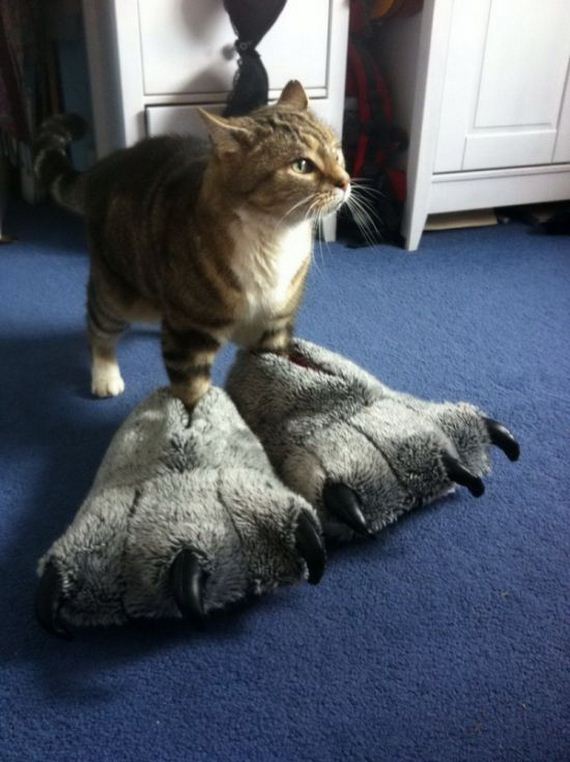 funny-pictures-1043