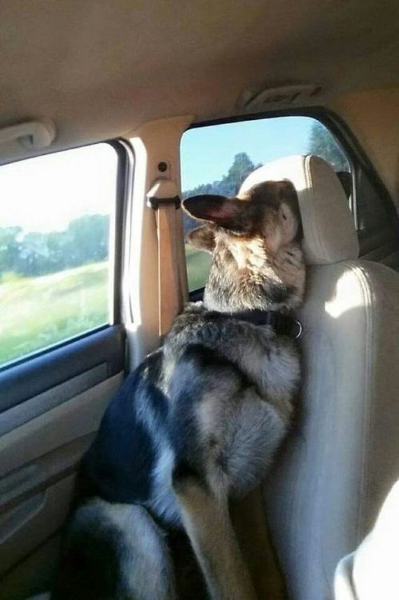 funny-pictures-1043