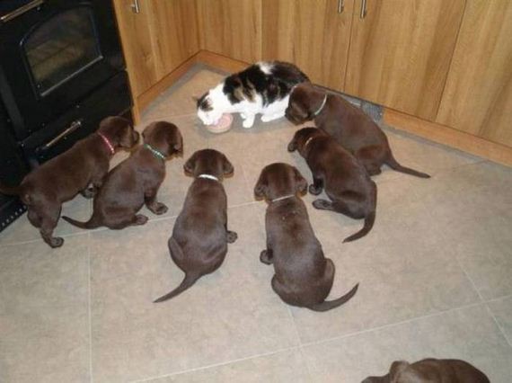 funny-pictures-1044