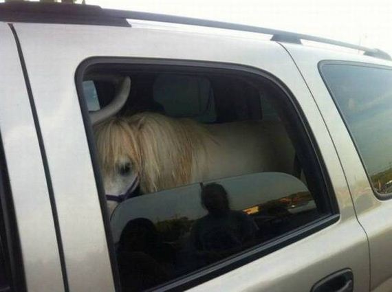 funny-pictures-1044