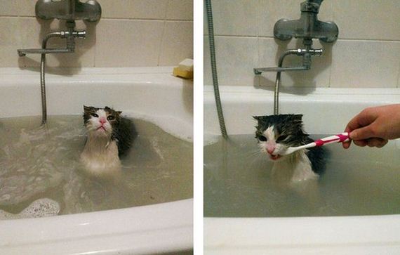 funny-pictures-1044