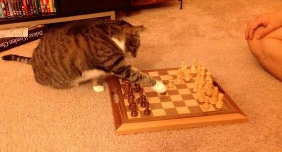 funny-pictures-1045