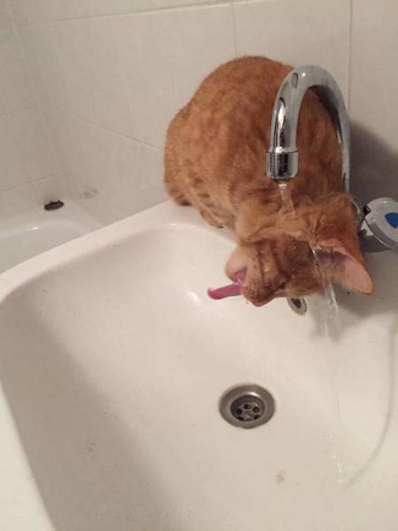 funny-pictures-1045