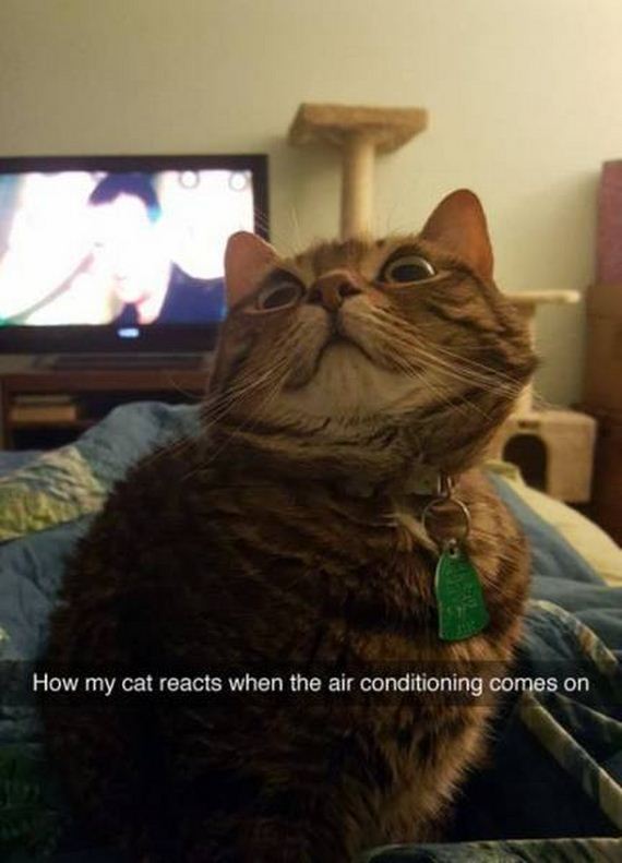 funny-pictures-1045