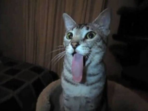 funny-pictures-1046
